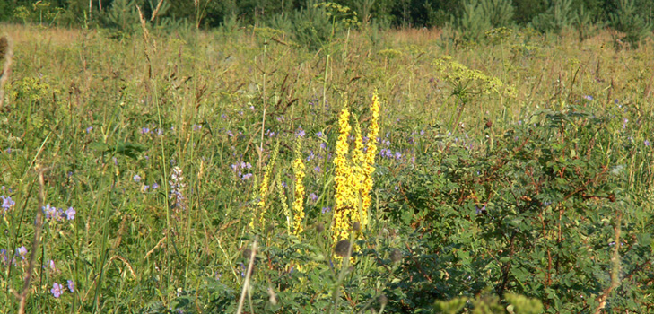 สรรพคุณทางยาภาพถ่ายของ mullein ตำรับยาแผนโบราณ