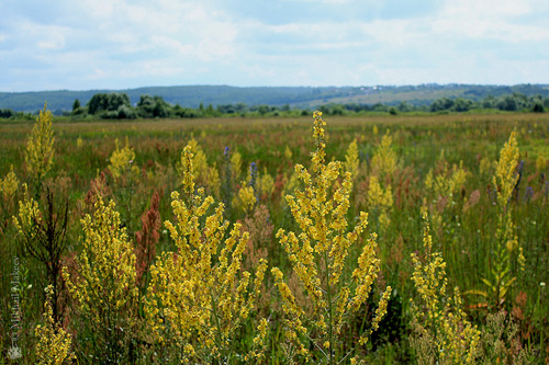 สรรพคุณทางยาภาพถ่ายของ mullein ตำรับยาแผนโบราณ