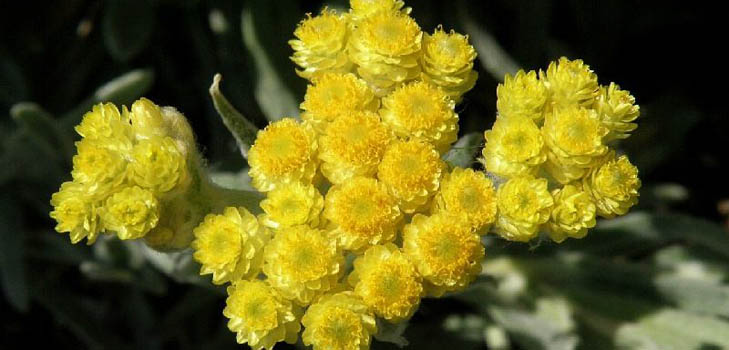 คุณสมบัติการรักษาและการประยุกต์ใช้ Immortelle (พร้อมภาพ)
