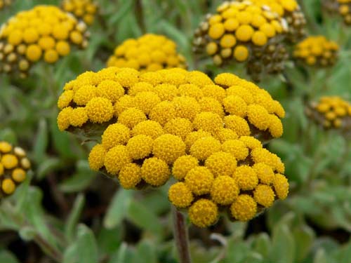 คุณสมบัติการรักษาและการประยุกต์ใช้ Immortelle (พร้อมภาพ)
