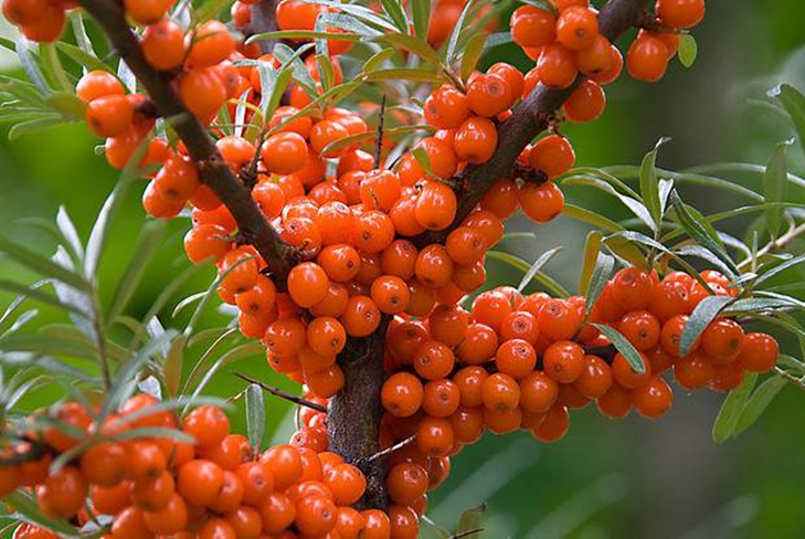 ร้านขายยาแห่งชาติ: วิธีการทำน้ำมันจากทะเล buckthorn