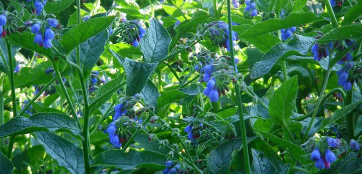 Comfrey officinalis: การประยุกต์ใช้และคุณสมบัติทางยาของ comfrey