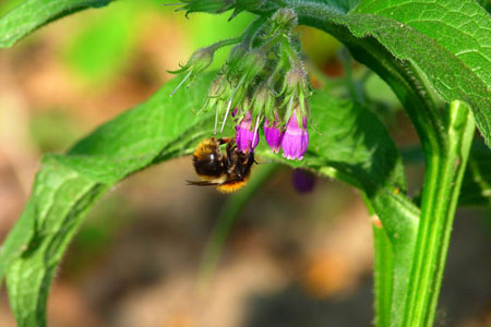 Comfrey officinalis: การประยุกต์ใช้และคุณสมบัติทางยาของ comfrey