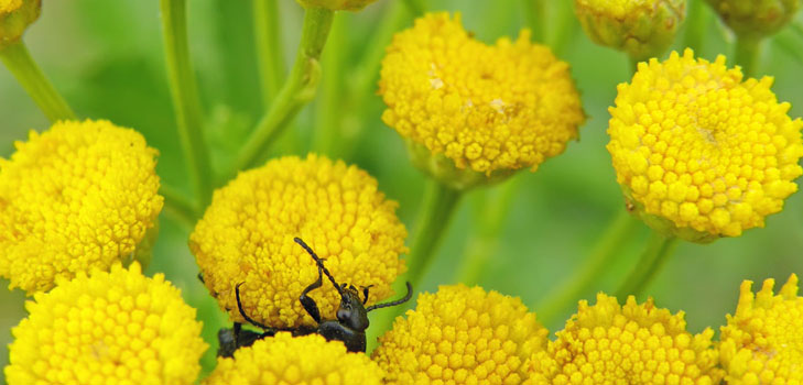 Tansy: คุณสมบัติทางยาประยุกต์ในการแพทย์พื้นบ้าน