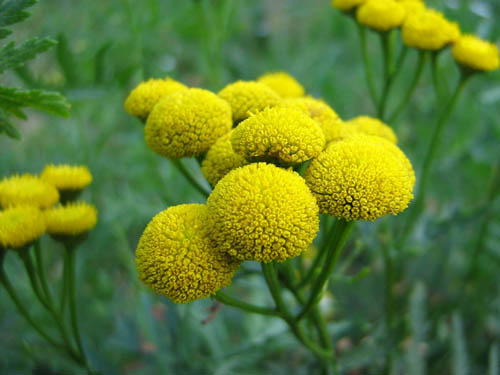 Tansy: คุณสมบัติทางยาประยุกต์ในการแพทย์พื้นบ้าน