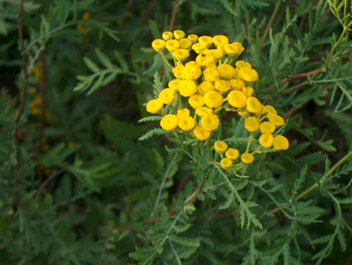 Tansy: คุณสมบัติทางยาประยุกต์ในการแพทย์พื้นบ้าน