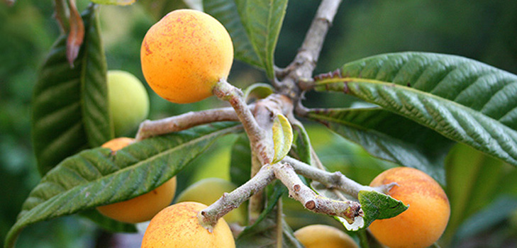 คุณสมบัติที่เป็นประโยชน์ของ medlar, การประยุกต์ใช้ในยา