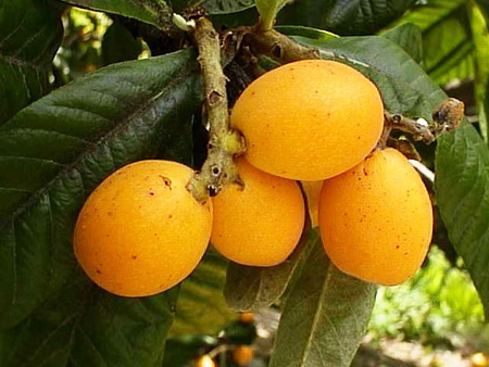 คุณสมบัติที่เป็นประโยชน์ของ medlar, การประยุกต์ใช้ในยา