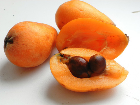 คุณสมบัติที่เป็นประโยชน์ของ medlar, การประยุกต์ใช้ในยา