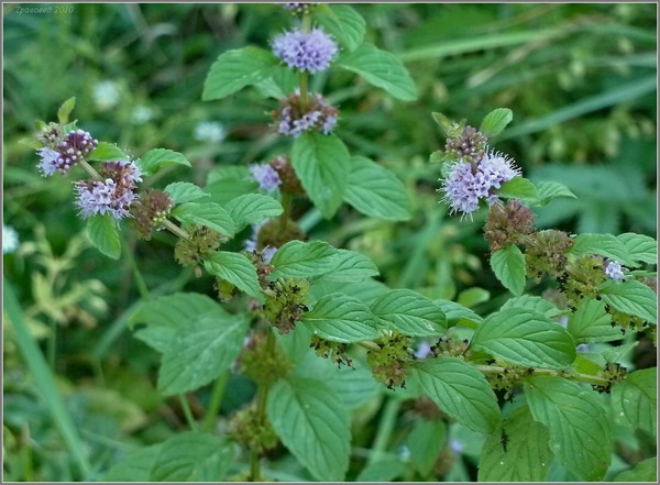 Motherwort ในการตั้งครรภ์