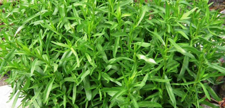 Tarhun (tarragon): การประยุกต์ใช้คุณสมบัติที่มีประโยชน์ภาพ