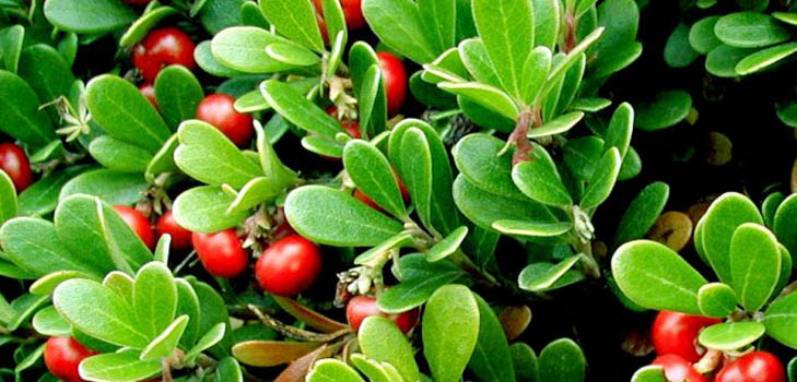 Bearberry: คุณสมบัติทางยา, การประยุกต์, รูปถ่าย