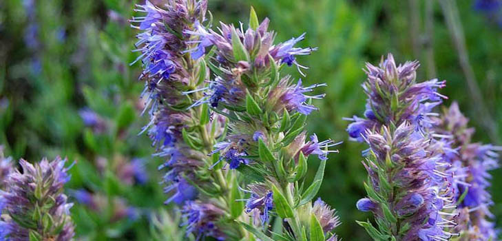 สมุนไพร Hyssop: สรรพคุณทางยาการประยุกต์ใช้ในยา