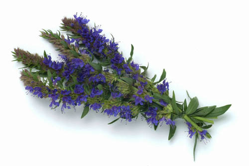 สมุนไพร Hyssop: สรรพคุณทางยาการประยุกต์ใช้ในยา