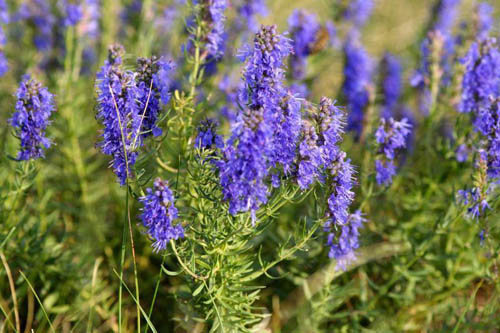 สมุนไพร Hyssop: สรรพคุณทางยาการประยุกต์ใช้ในยา