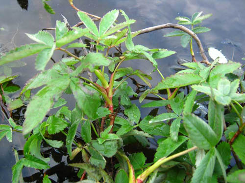 Grass sabelnik: ข้อบ่งชี้ในการใช้และคุณสมบัติทางยา